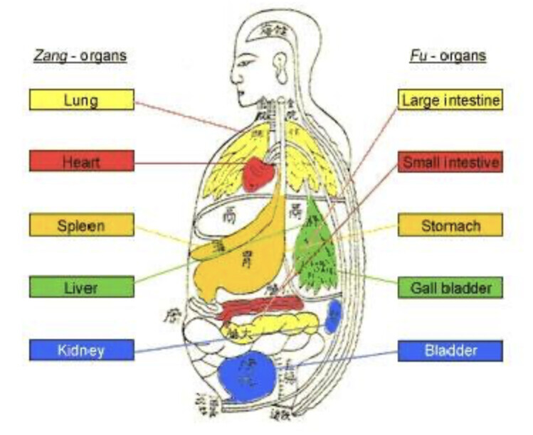Zang Fu Protocol at QiKiSol for circadian neuro-somatic mentorship and treatments.