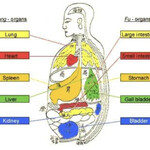 Zang Fu Protocol at QiKiSol for circadian neuro-somatic mentorship and treatments.