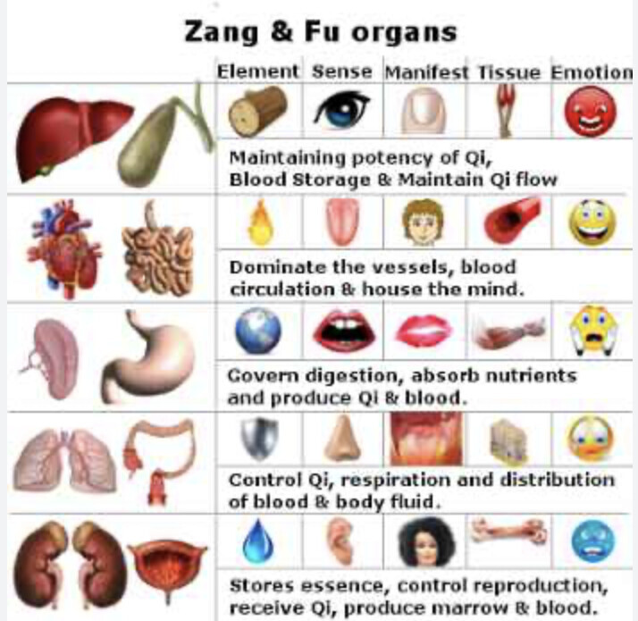Zang Fu Protocol at QiKiSol for circadian neuro-somatic mentorship and treatments.