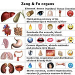 Zang Fu Protocol at QiKiSol for circadian neuro-somatic mentorship and treatments.