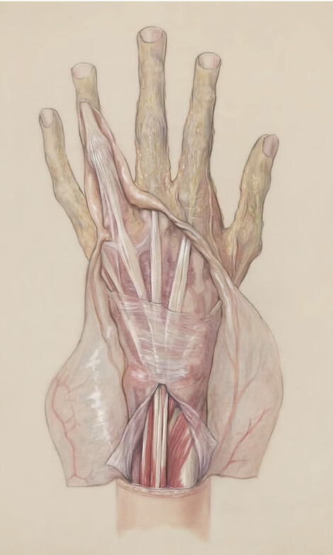 "Mobile Applied Kinesiology and manual therapy for chronic pain relief in Bonham TX