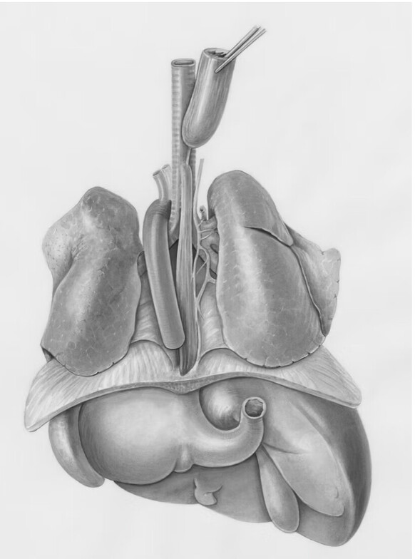 virtual qikisol neuro somatic bonham