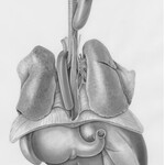 virtual qikisol neuro somatic bonham