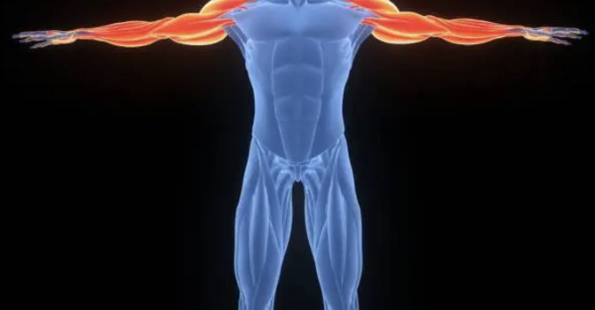 UPPER EXTREMITIES