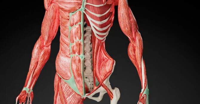 VISCERAL ACUPRESSURE
